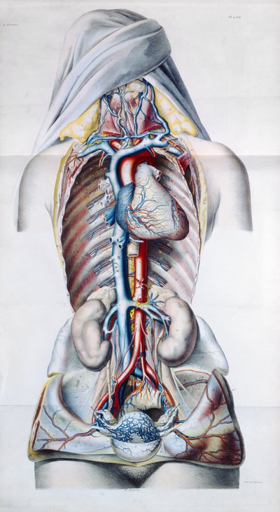 Exanthemata，皮肤病的理论治疗和实践Pierre Francois Olive Rayer（1793-1867）1835 作者 法语学校