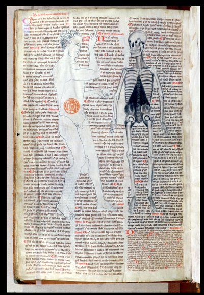 F.116v A Man and a Skeleton，来自Abul Qasim Khalaf ibn al-Abbas al-Zahrawi（Abulcasis）的医学论文（936-1013），由Gerard de Cremone翻译（1114-87） 作者 法语学校