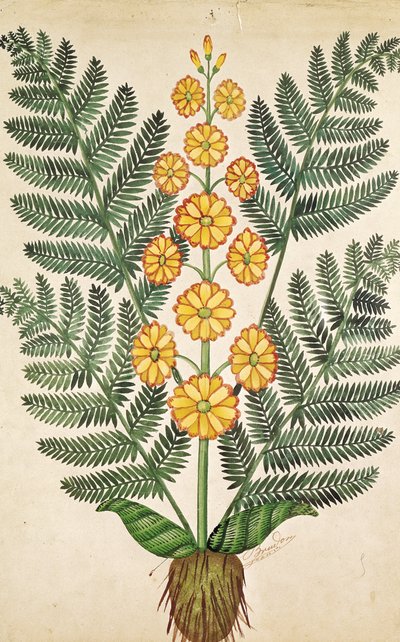 蕨类植物与黄色的花朵，从Oisans的种子商人板（纸上水粉） 作者 法语学校
