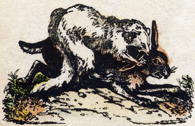 雪貂。 雕刻在“”Alphabet des animaux sauvages””。 第 9 个系列。 埃皮纳勒 (Epinal)、佩勒林 (Pellerin) 的图像，大约 1870 年。木版画，钢印。 16 页。 昏暗：20 x 15 厘米。 私人收藏 作者 法语学校