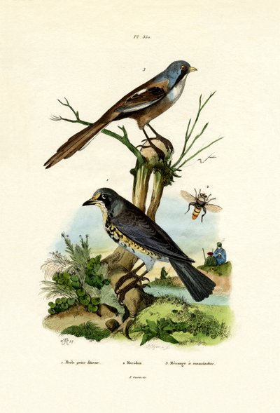 Fieldfare，1833-39 作者 法语学校