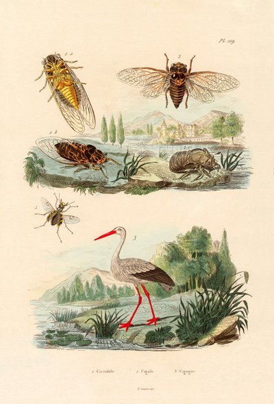 萤火虫，1833-39 作者 法语学校