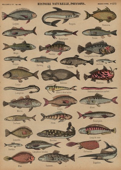 Fish (coloured engraving) 作者 法语学校