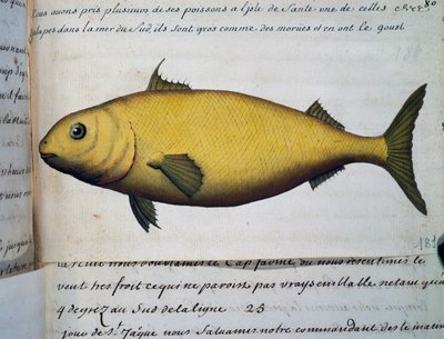 像鳕鱼一样大的鱼，Isle De La Sante，Jacques Gouin de Beauchesne (1652-1730)的日志水彩画，1698年至1701年，法国皇家南方海洋公司的船长。 作者 法语学校