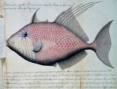 名为 Bource 的鱼，佛得角圣维森特岛，水彩画，出自 Jacques Gouin de Beauchesne（1652-1730 年）船长，1698 年至 1701 年，法国 作者 法语学校