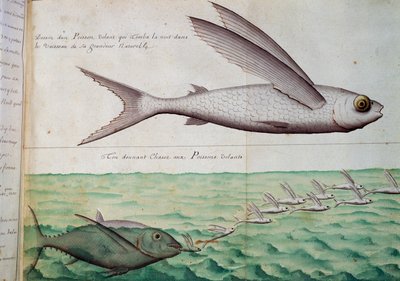飞鱼和追逐飞鱼的金枪鱼，北回归线，Jacques Gouin de Beauchesne (1652-1730)的日志水彩画，他是1698年至1701年法国皇家南方海洋公司的船长。 作者 法语学校