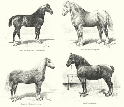 四个法国马种：梅勒罗（Merlerault）、布隆内（Boulonnaise）、佩歇龙（Percheronne）、阿登纳（Ardennaise）（雕刻 作者 法语学校