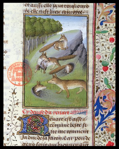 狐狸，来自Gaston Phebus的Livre de la Chasse 作者 法语学校