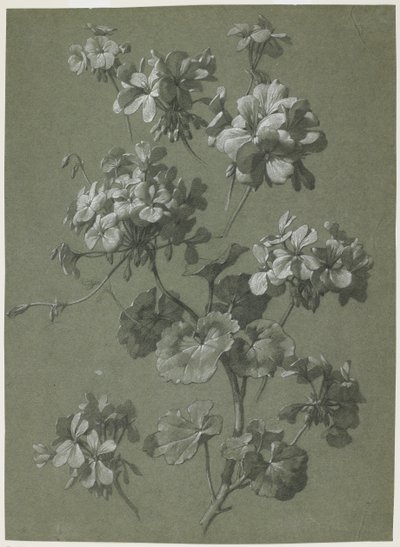 天竺葵（天竺葵属），c.1800（木炭和白色粉笔，绿色编织） 作者 法语学校