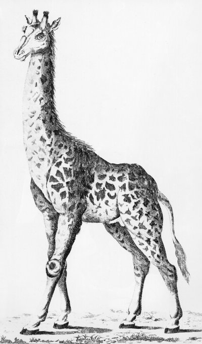 Levaillant先生在非洲旅行时带回了长颈鹿，来自物理学，自然历史和艺术观察的插图，致力于经理。艺术计数，1789年12月 作者 法语学校