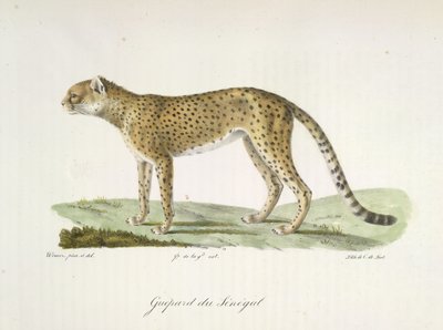 Guepard du Sénégal，选自《哺乳动物自然史》（彩色石版画） 作者 法语学校