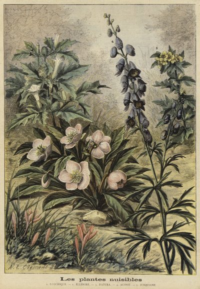 有害植物 作者 French School