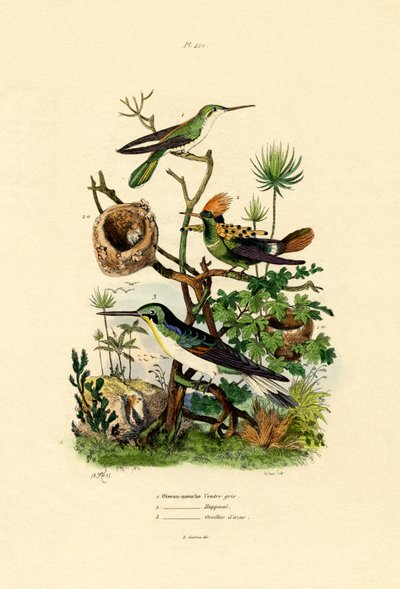 蜂鸟，1833-39 作者 法语学校