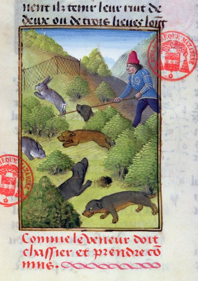 15世纪初，由Gaston Phebus的Livre de la Chasse狩猎带有狗和网的兔子 作者 法语学校