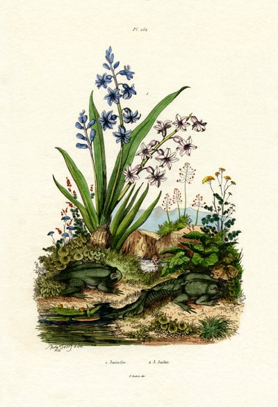 风信子花，1833-39 作者 法语学校