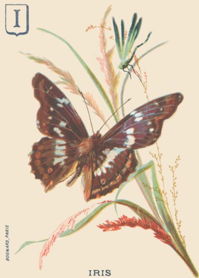 I: Iris (Apatura iris or Great Mars changing) 作者 法语学校