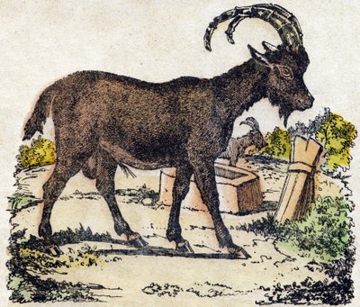 山羊。雕刻于 "Alphabet des animaux sauvages"。第9辑。埃皮纳尔的意象，Pellerin，印刷商-出版商，约1870年。木头上的雕刻，钢印。16页。尺寸：20 x 15厘米。私人收藏 作者 法语学校
