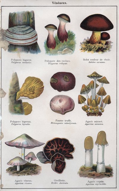 H M Menier 博士为《mon docteur - traite de medecine et d