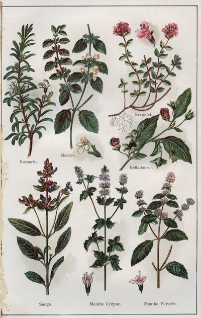 插图选自《Mon docteur, traite de medecine et d