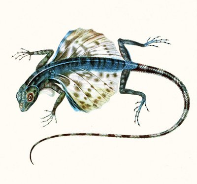 滑翔蜥蜴的插图 - 德拉科Volans 1831（彩色雕刻） 作者 法语学校