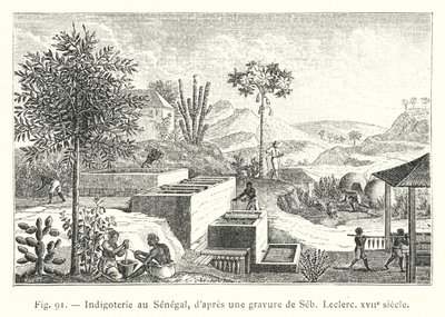Indigoterie au Senegal, d