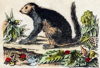 因德里（列穆里亚语）。 雕刻在“”Alphabet des animaux sauvages””。 第 9 个系列。 埃皮纳勒 (Epinal)、佩勒林 (Pellerin) 的图像，大约 1870 年。木版画，钢印。 16 页。 昏暗：20 x 15 厘米。 私人收藏 作者 法语学校