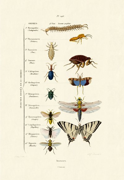 昆虫，1833-39 作者 法语学校