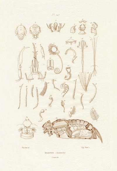 昆虫，1833-39 作者 法语学校
