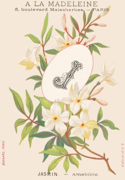 J：茉莉花-闪闪发光 作者 法语学校
