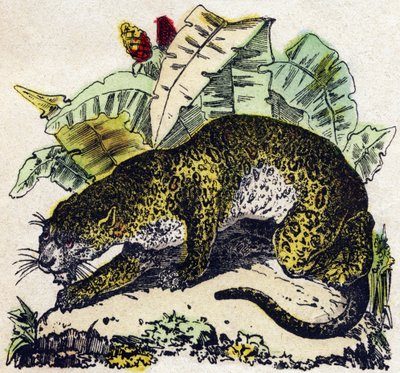 Jaguar. Engraving in “” Alphabet des animaux sauvages””. 9th Serie. Imagery of Epinal, Pellerin, printer-publisher, circa 1870. Engravings on wood, stencilled. 16 pages. Dim: 20 x 15 cm. Private Collection 作者 法语学校
