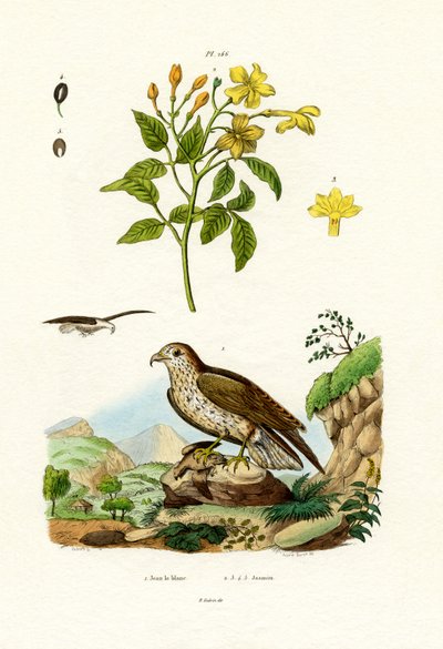 茉莉花，1833-39 作者 法语学校