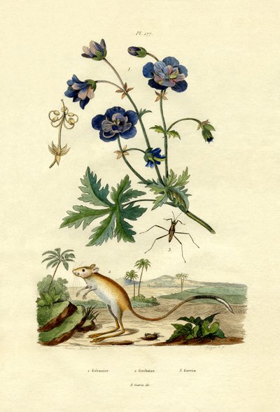 Jerboa，1833-39 作者 法语学校