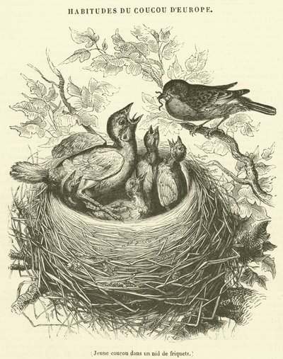 雀巢中的小杜鹃（雕版画 作者 法语学校