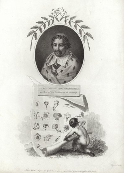 Tournefort的Joseph Pitton 作者 French School