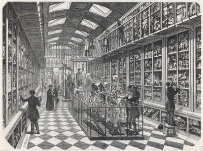 巴黎医学院--比较解剖学画廊--埃德蒙-特克西尔1852年在 "巴黎表 "上的版画。 作者 法语学校