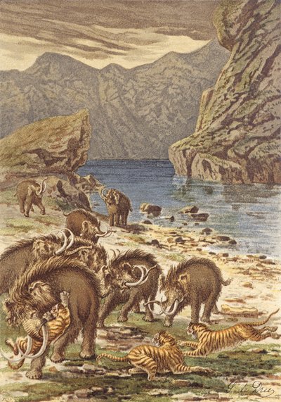 人类之前的法国、猛犸象和巨猫（彩色石版画） 作者 法语学校