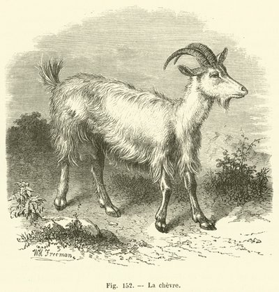 La chevre (engraving) 作者 法语学校