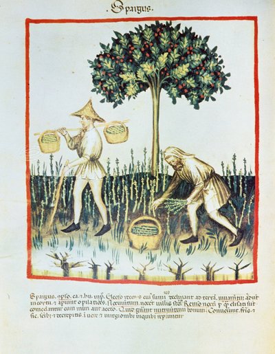 Lat. 9333 folio 23v "Spargus"（采芦笋者），选自 Tacuinum sanitatis，伊本-布特拉恩著（牛皮纸）。 作者 法语学校