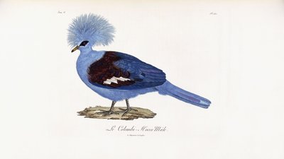 勒·科隆比·霍科（Le Colombi-Hocco） 作者 法语学校