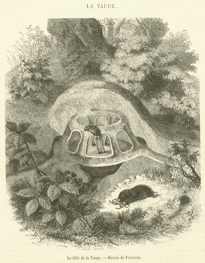 Gite de la Taupe（雕刻） 作者 法语学校