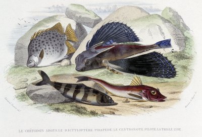 argus chétodon、pirapéde tyloptera、飞行员 centronote、七弦琴三角 - 在 Lacépède 编着的“Natural History”中。 弗恩, 巴黎 作者 法语学校