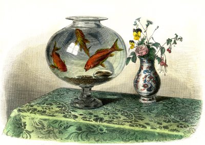 金鲤 (Cyprinus Auratus) - Bernard Germain de Lacepede (1856-1925) 从 Histoire Naturelle 中提取的图版，P.Furme 版，巴黎 作者 法语学校