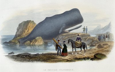 Le physale圆柱形（鲸鱼搁浅） - 阿尔弗雷德弗雷多尔的“Le monde de la mer”，巴黎阿歇特 作者 法语学校