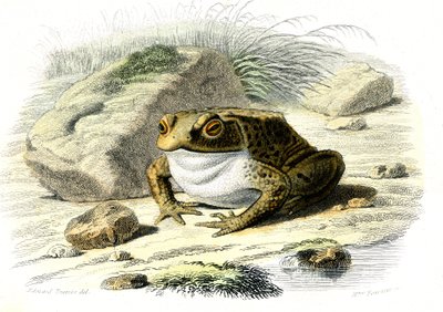 蟾蜍 (Bufo vulgaris) - 插图选自 Bernard Germain de Lacepede（1856-1925 年）的《自然史》，P.Furme 版，巴黎 作者 法语学校