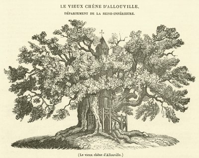 Le vieux chene d