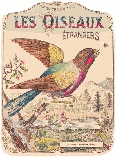 Les Oiseaux Étrangers：画册封面。Charbonnière mesange.，19 世纪末（印刷品） 作者 法语学校