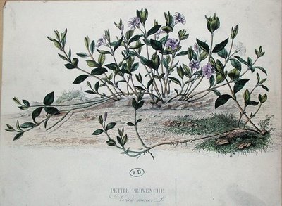 小长春花(Vinca minor)(彩色雕版画) 作者 法语学校