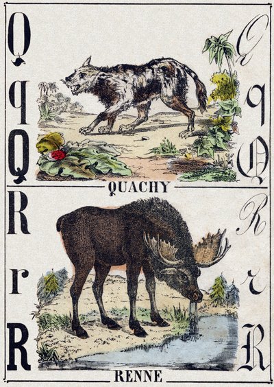 字母 Q Quachy（南美狮子狗）； R 驯鹿。 雕刻在“”Alphabet des animaux sauvages””。 第 9 个系列。 埃皮纳勒 (Epinal)、佩勒林 (Pellerin) 的图像，大约 1870 年。木版画，钢印。 16 页。 昏暗：20 x 15 厘米。 私人收藏 作者 法语学校