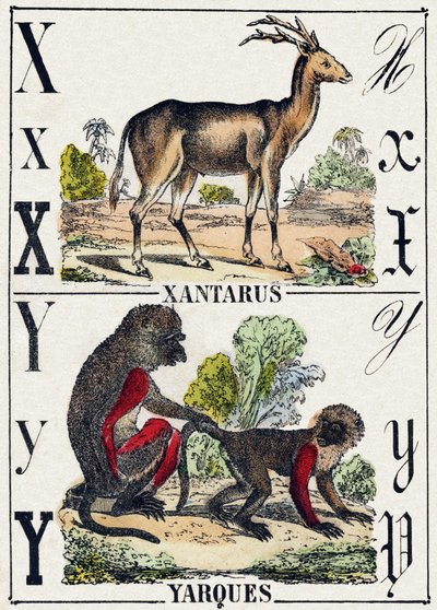 字母 X Xantarus； Y 亚克斯。 雕刻在“”Alphabet des animaux sauvages””。 第 9 个系列。 埃皮纳勒 (Epinal)、佩勒林 (Pellerin) 的图像，大约 1870 年。木版画，钢印。 16 页。 昏暗：20 x 15 厘米。 私人收藏 作者 法语学校