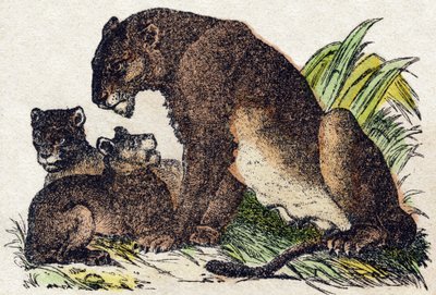 Lioness. Engraving in “” Alphabet des animaux sauvages””. 9th Serie. Imagery of Epinal, Pellerin, printer-publisher, circa 1870. Engravings on wood, stencilled. 16 pages. Dim: 20 x 15 cm. Private Collection 作者 法语学校